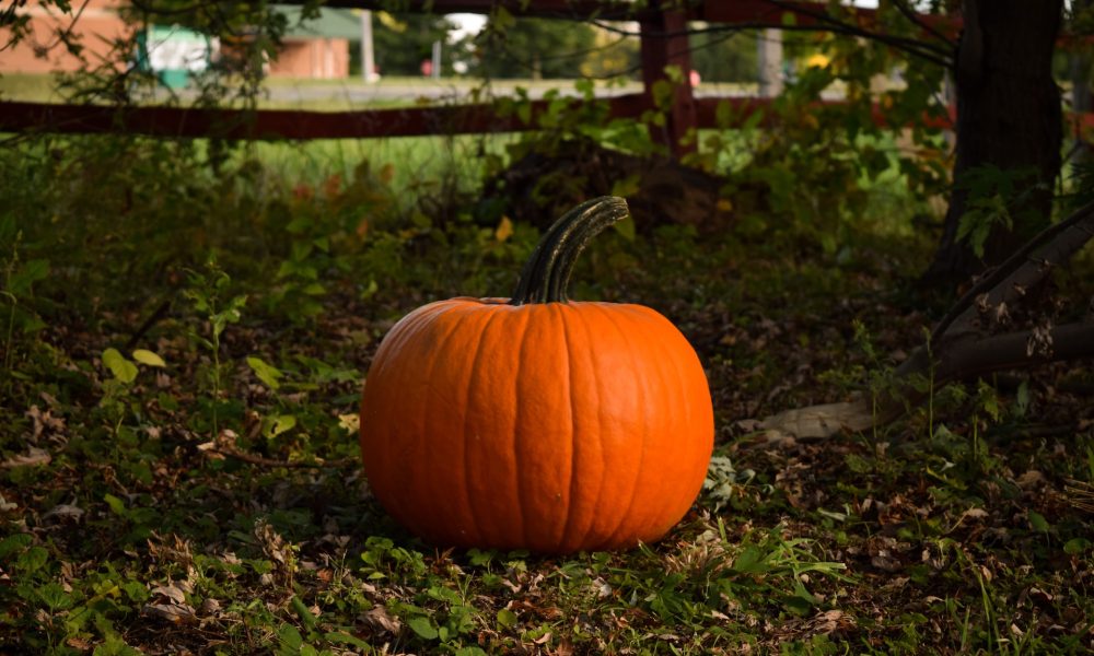 pumpkin on ground