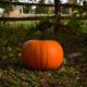 pumpkin on ground