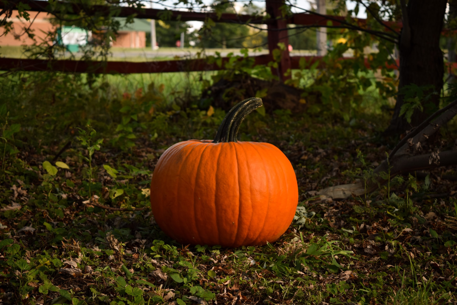 How to keep your jack-o'-lantern from turning into moldy, maggoty