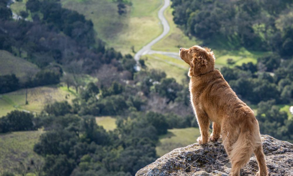 A dog in a cliff