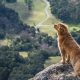 A dog in a cliff