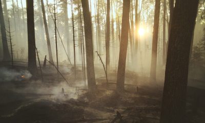 Aftermath of a Forest Fire in Canada