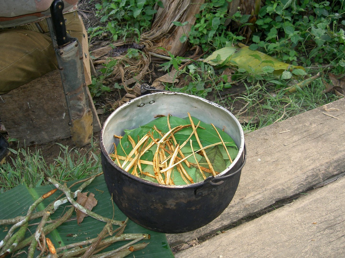 Ayahuasca pot