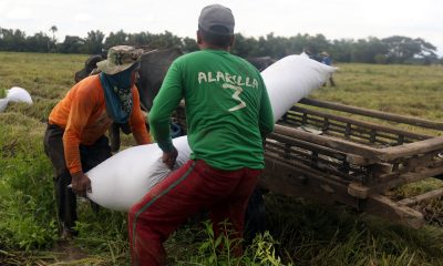 Farmers load a sack of newly harvested palay into a wooden cart
