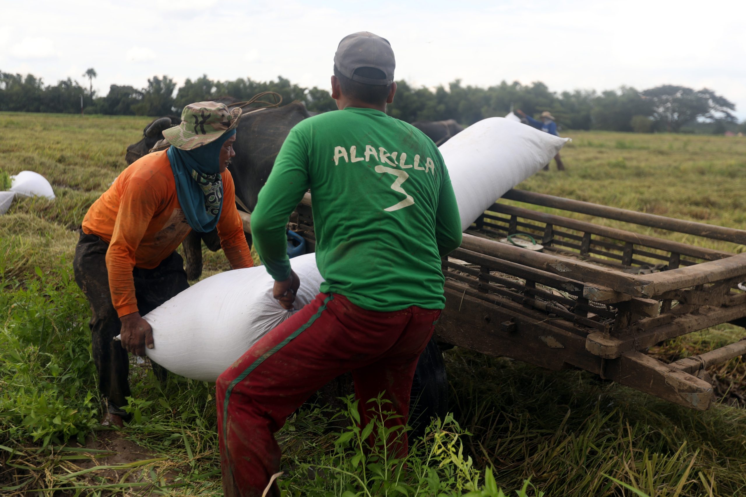 Farmers load a sack of newly harvested palay into a wooden cart