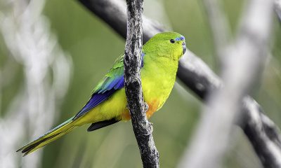 Orange-bellied Parrot