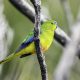 Orange-bellied Parrot