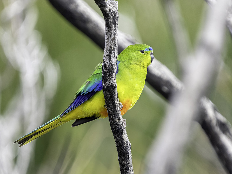 Orange-bellied Parrot