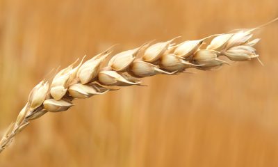 Wheat Grains