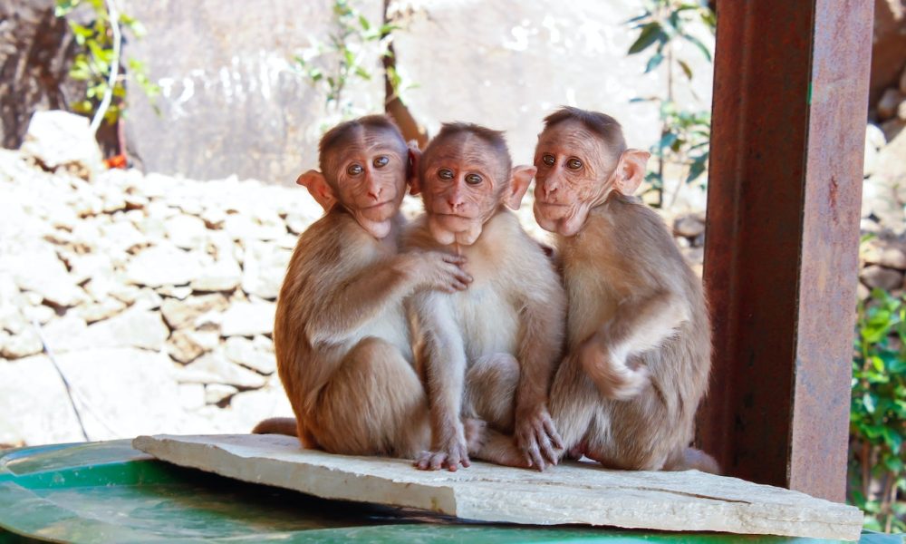 three monkeys sitting