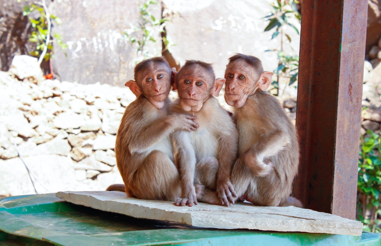 three monkeys sitting