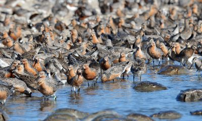 red knots on water