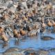 red knots on water