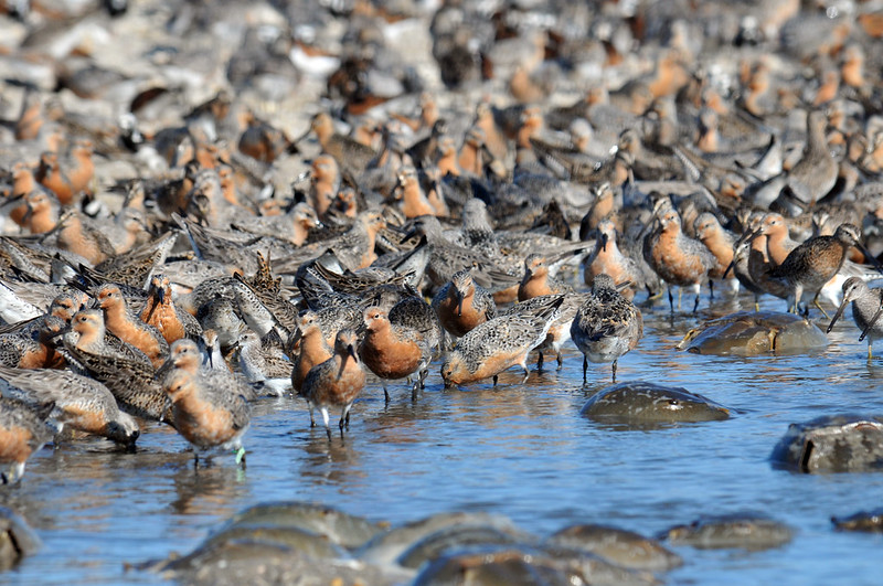 red knots on water