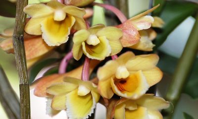 Dendrobium lampongense