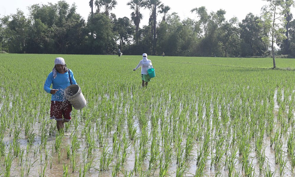 Farmers applying fertilizer