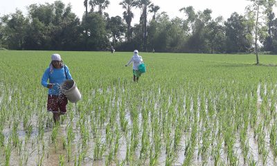 Farmers applying fertilizer