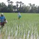 Farmers applying fertilizer
