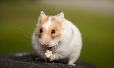 Fluffy Hamster