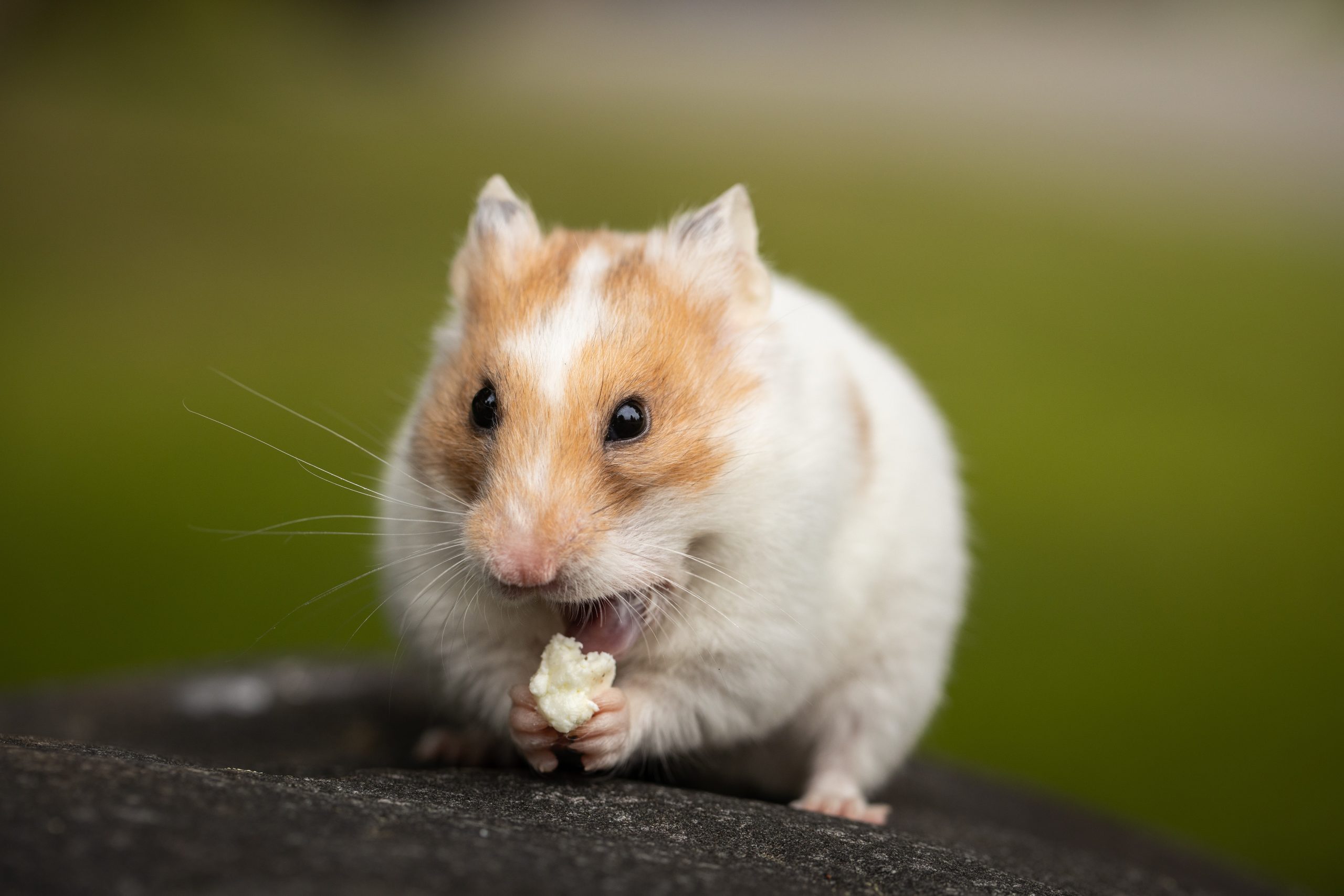 Will Pet Hamsters Released Into The Wild Survive?