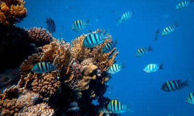 School of Fish in Body of Water