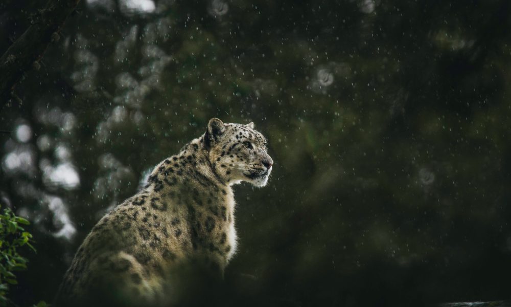 Snowleopard in the rain