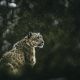 Snowleopard in the rain