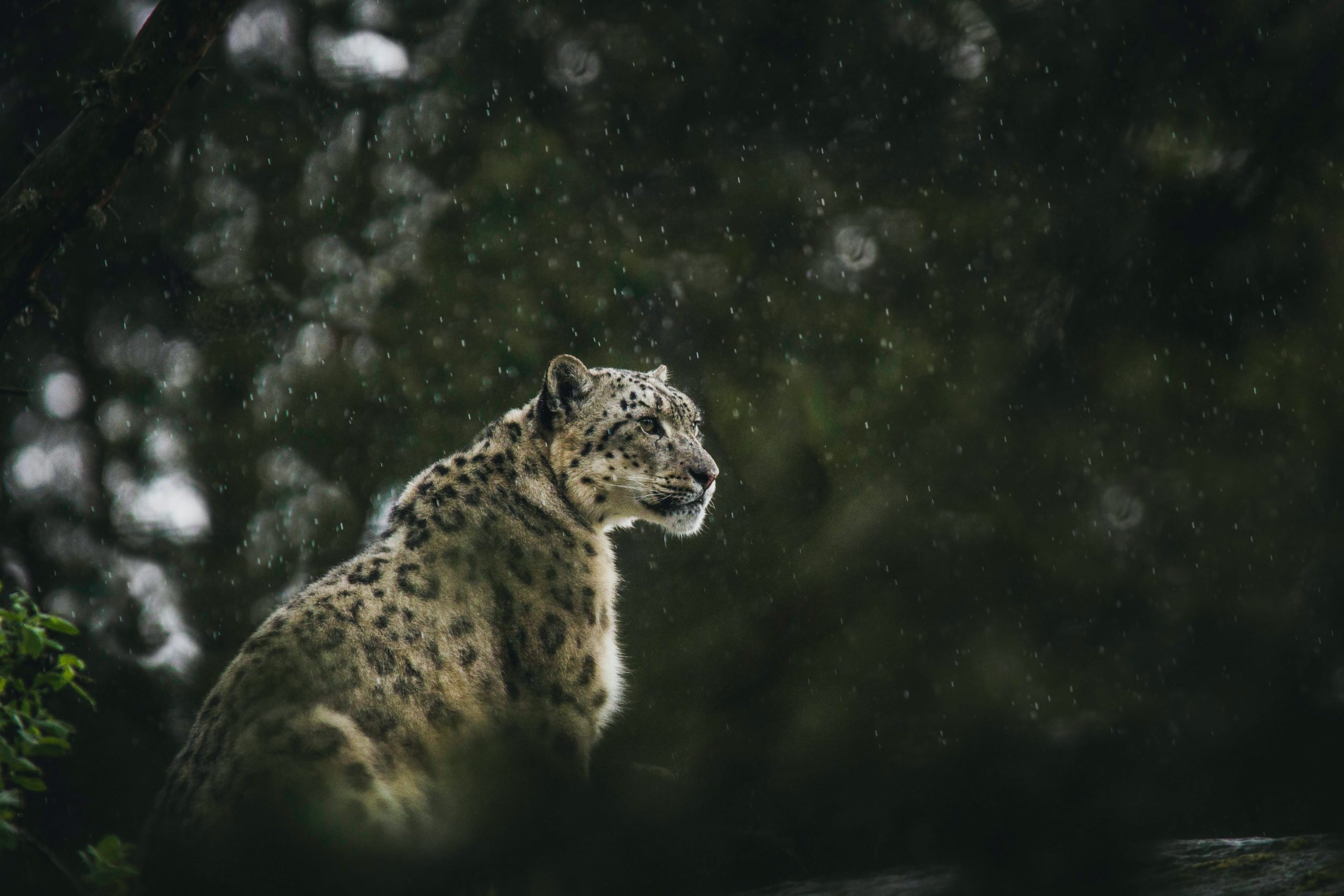 Snowleopard in the rain