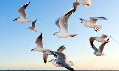 White Seagulls flying over the Ocean