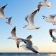 White Seagulls flying over the Ocean