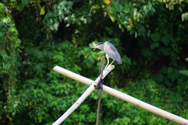 Bird on wood