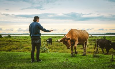 man and wild cow