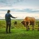 man and wild cow