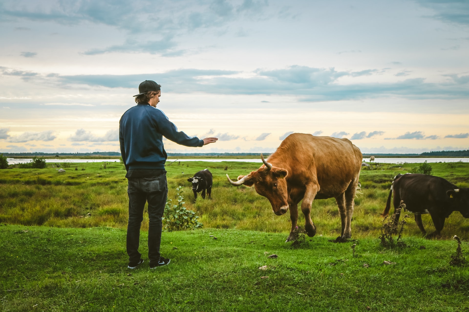 man and wild cow