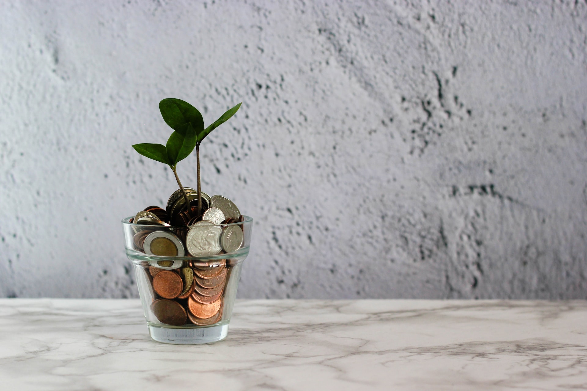 plant on coin pot