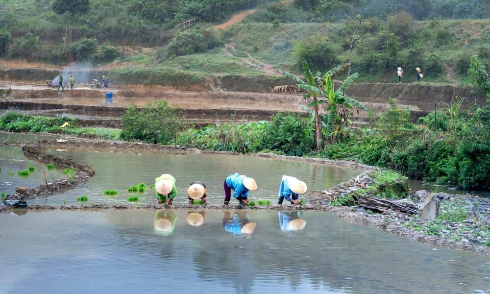 farmers planting on field