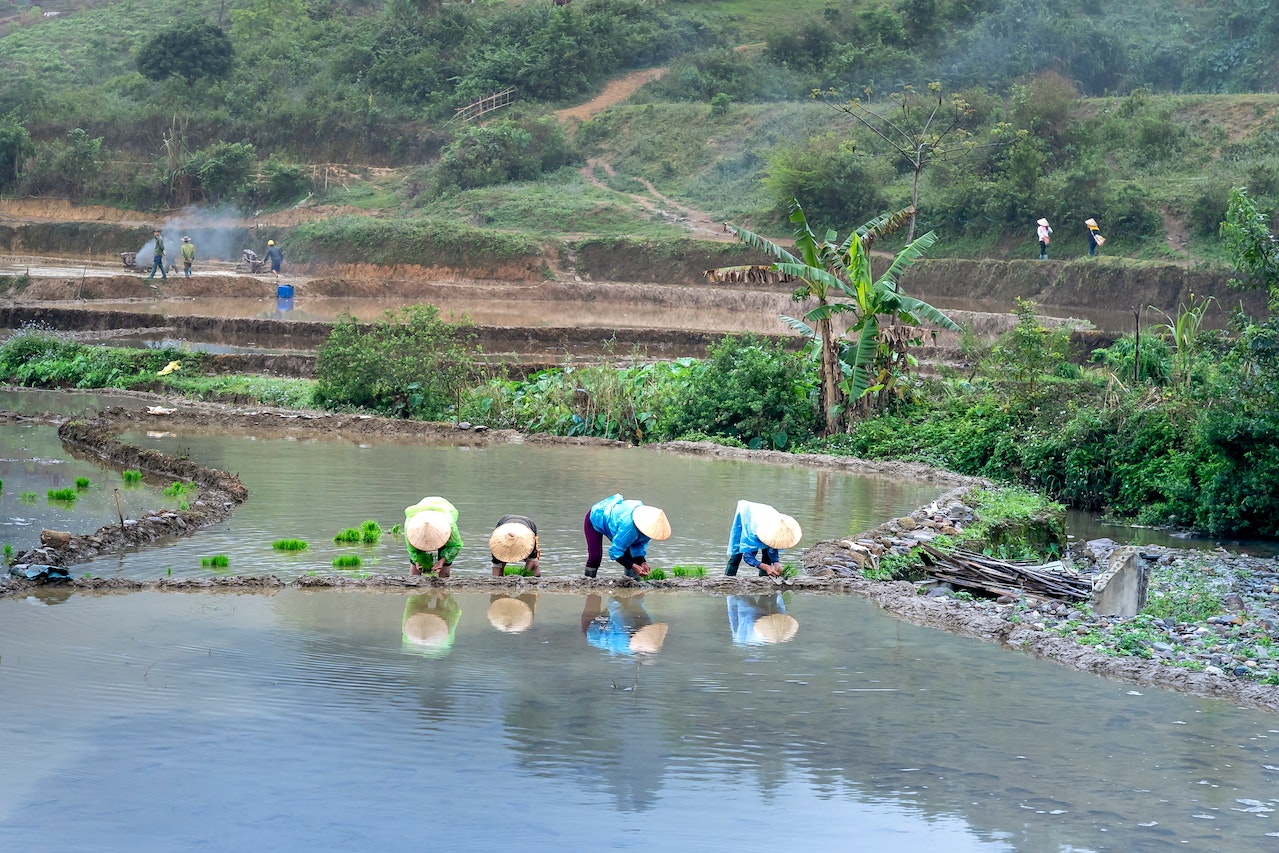 farmers planting on field