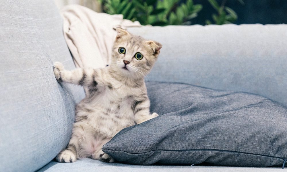 gray kitten on sofa