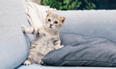 gray kitten on sofa