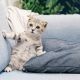 gray kitten on sofa