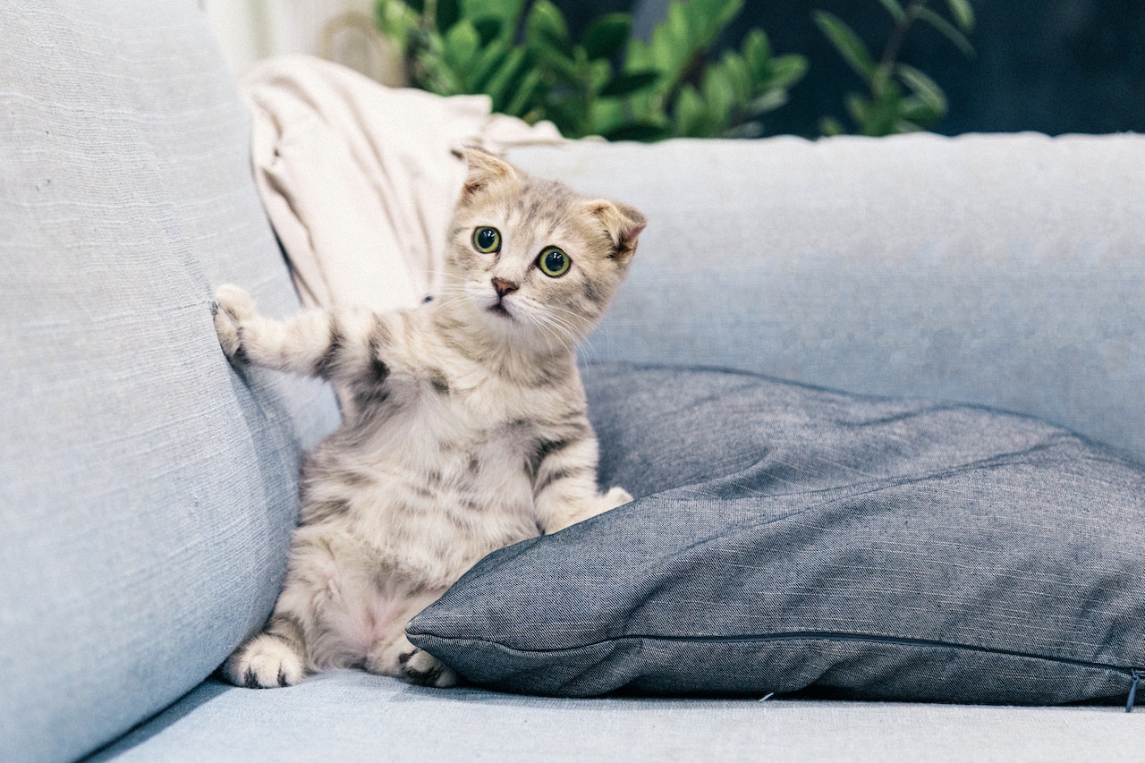 gray kitten on sofa