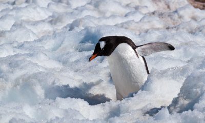 penguin on ice