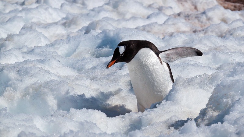 penguin on ice