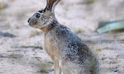 Black-tailed jackrabbit