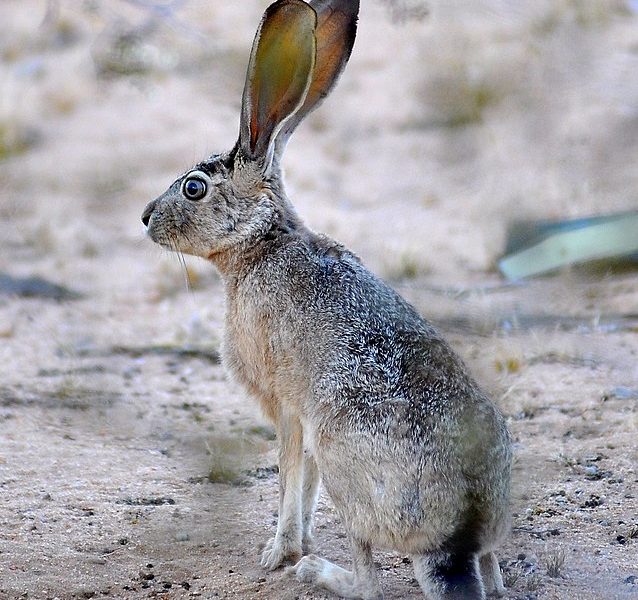 Black-tailed jackrabbit