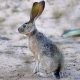 Black-tailed jackrabbit