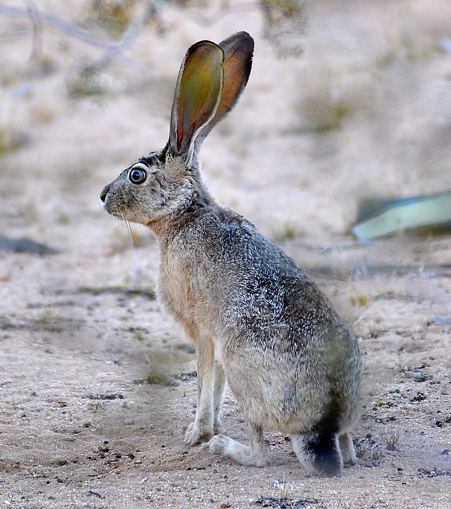 Black-tailed jackrabbit