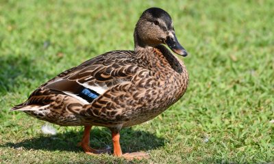 Duck Walking on Grass