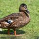 Duck Walking on Grass