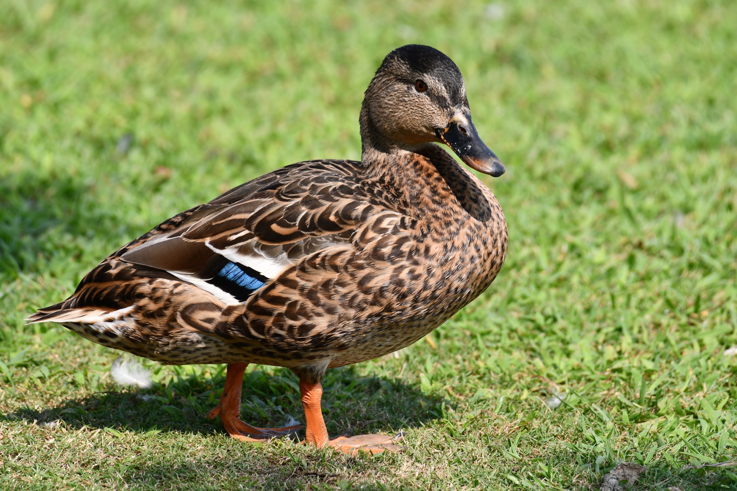 Duck Walking on Grass